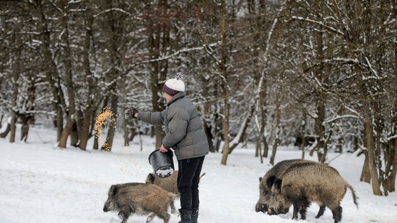 Négyszáz pestises vaddisznót találtak tavaly Heves megyében