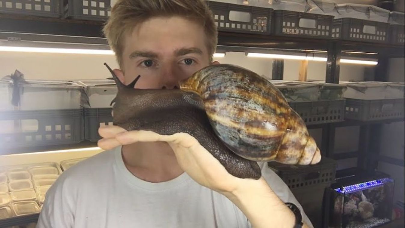 Ekkora csigát még biztosan nem látott
