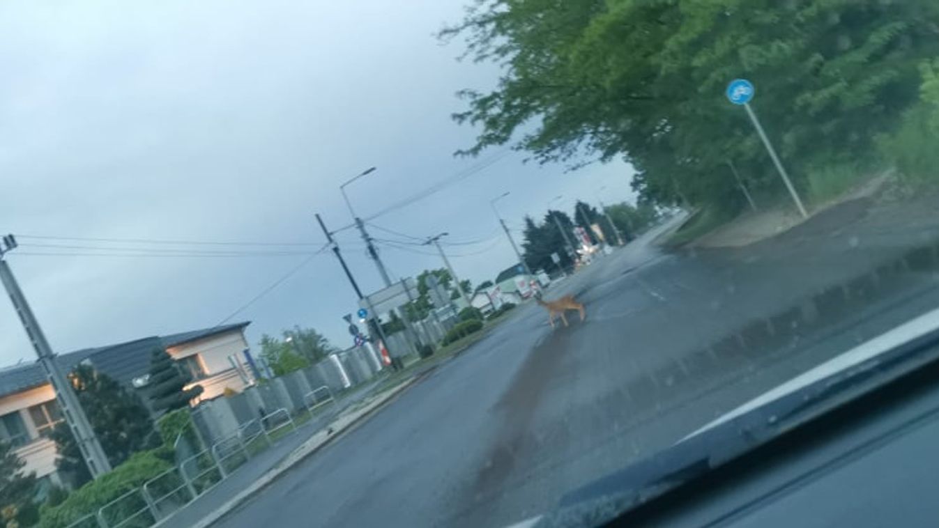 Óvatosan, egy őz szaladgál az egri Kistályai úton – Fotóval
