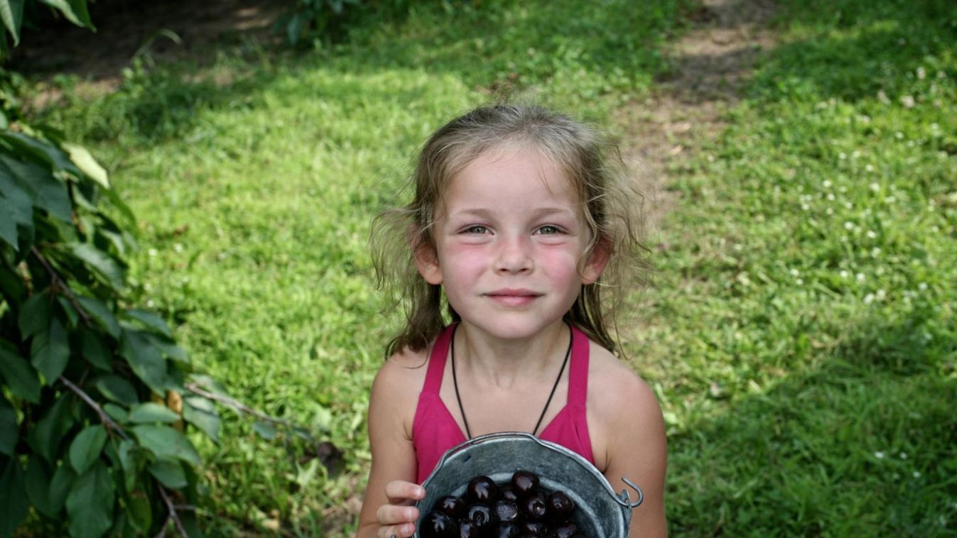 A tavalyinál jobb meggytermésre számít idén az Agrárkamara
