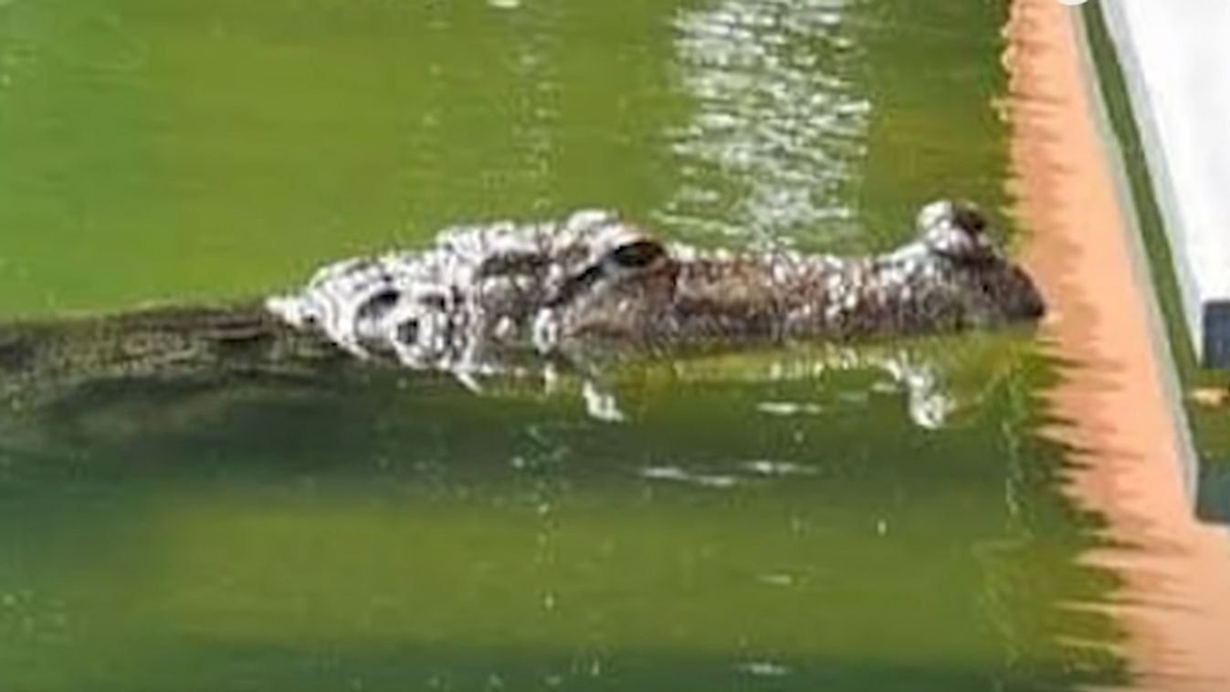 Szelíd, vegetáriánus krokodil él egy indiai templom tavában (videó)