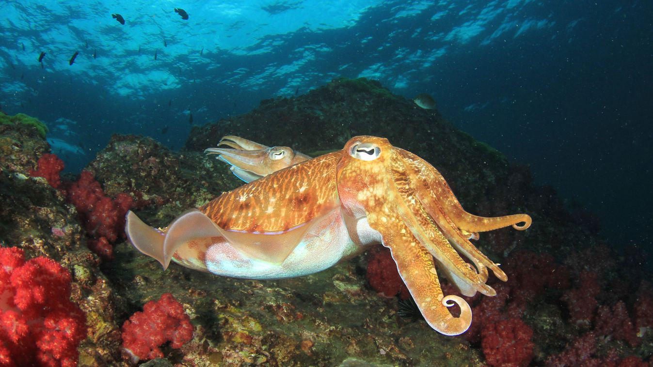 Strandolók találtak rá a partra sodródott, gigantikus tintahalra