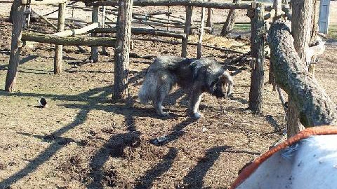 Egymás tetemeit ették az éheztetett állatok a nagykőrösi tanyán