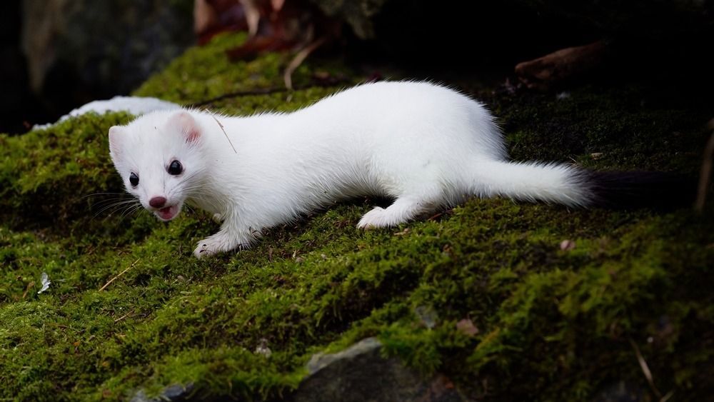 The,Stoat,Or,Short-tailed,Weasel,(mustela,Erminea),,Also,Known,As, hermelin