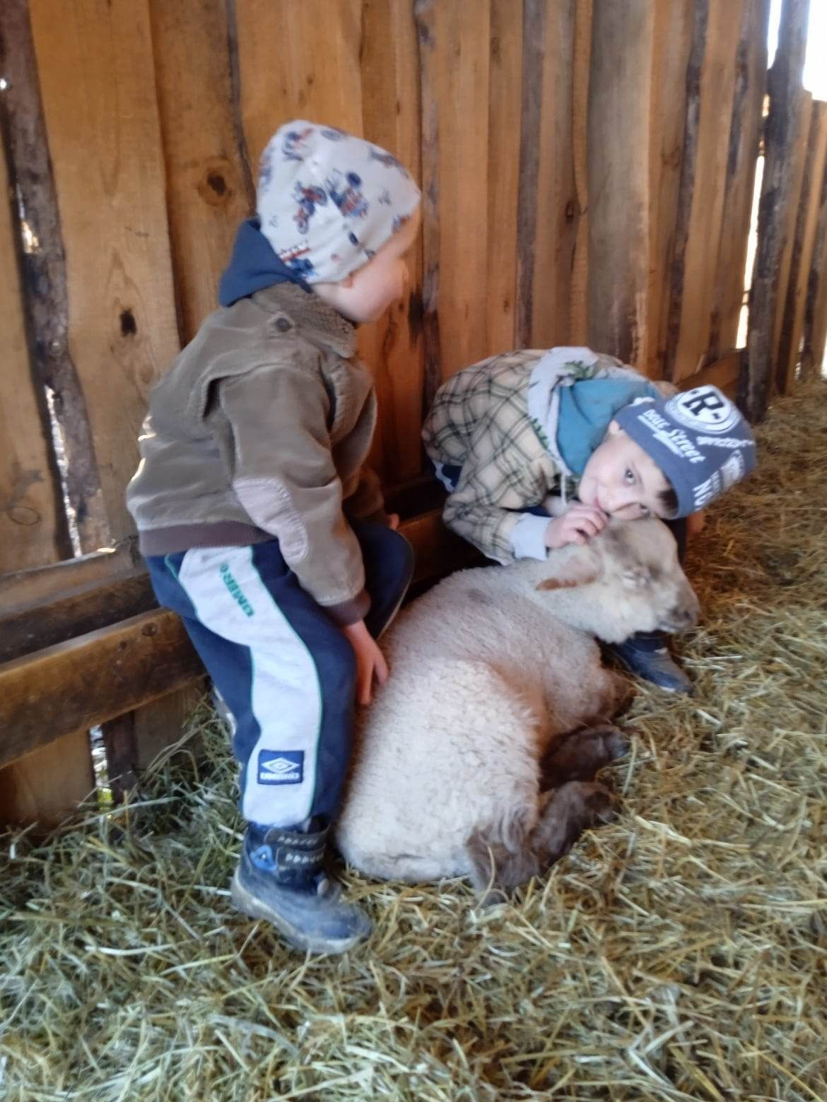 A gyerekek nagyon szerették az ellopott bárányokat
