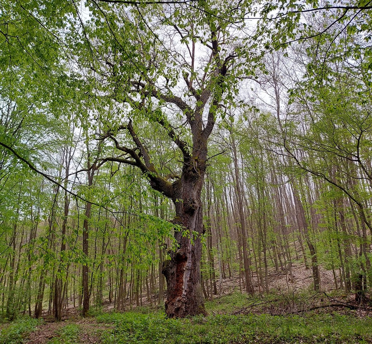 A 300 éves fa nyári köntösben