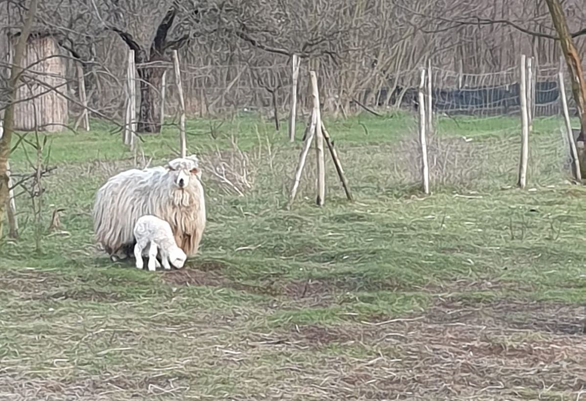 A káli Nomád Tanya új lakója, az újszülött bárány