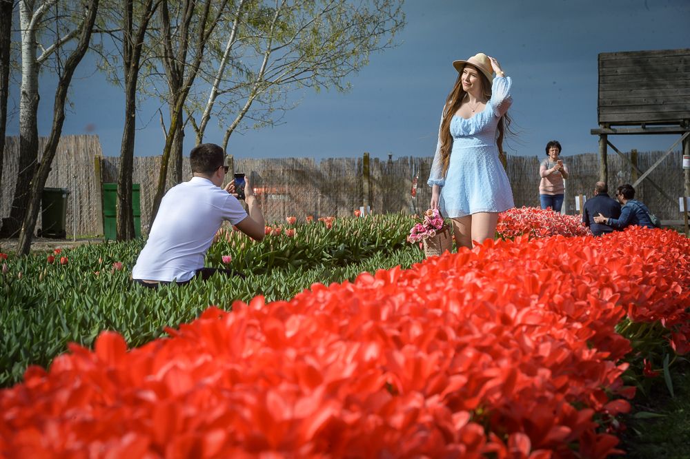 A tulipánok között igazán pazar fotók készülnek