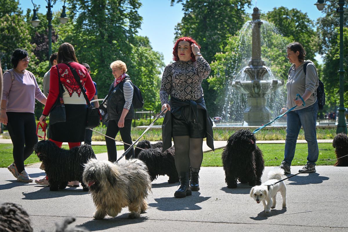 Puli séta Egerben, ellepték a belvárost a kutyusok