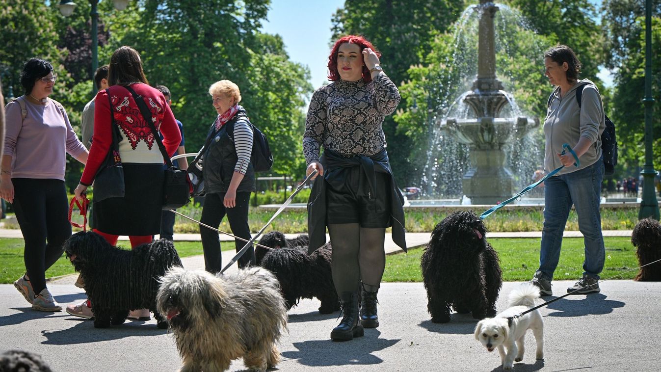 HEOL – Puli séta Egerben, ellepték a belvárost a kutyusok + fotók