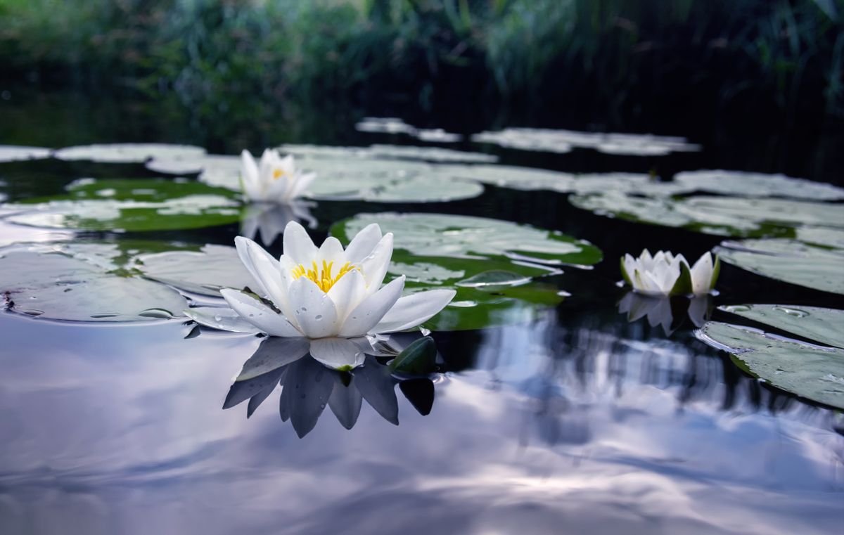 Blooming,White,Water,Lilies,In,The,Pond.,Nymphaea,Alba,Of
Fehér tündérrózsa Tisza-tavi előfordulásának feltérképezésére indítanak adatgyűjtő akciót