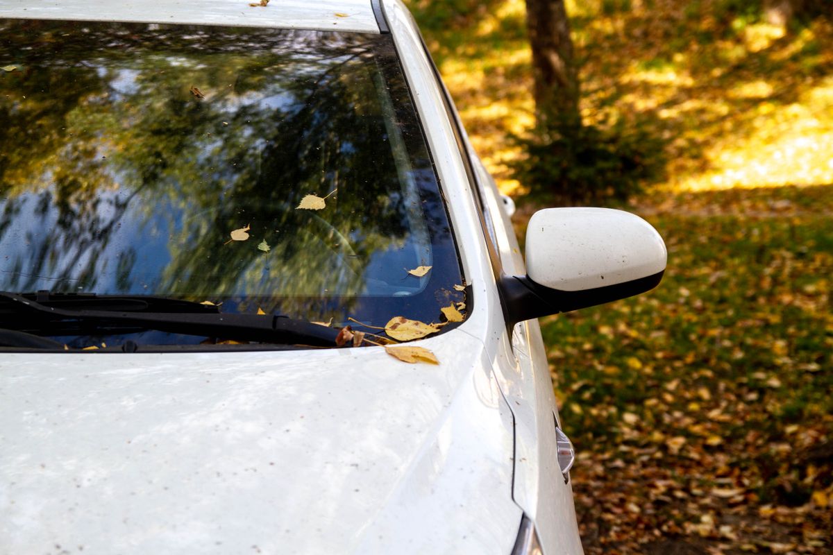 The hood of the white car with the yellow leaves of the trees. Autumn. Dirty car
Betörte az autó szélvédőjét a tarnaleleszi férfi