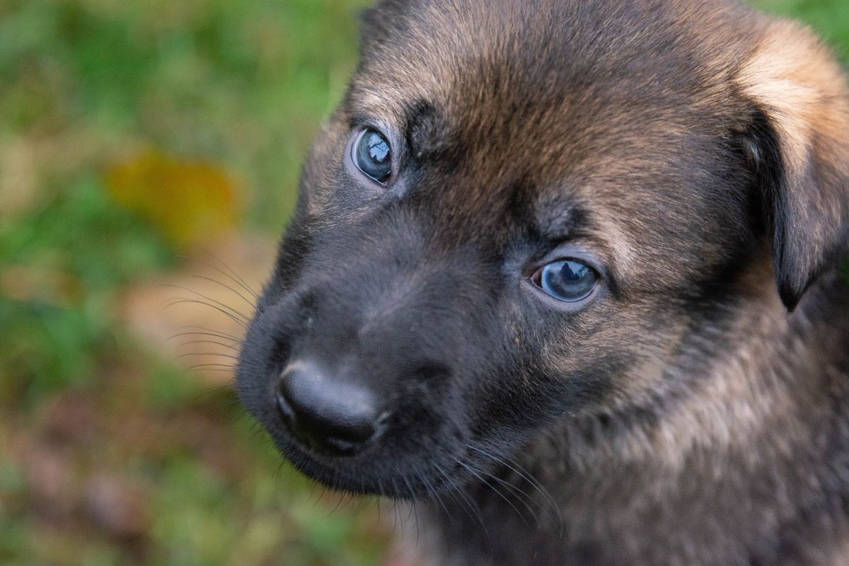 Beautiful,German,Sheperd,Puppy,Dog,5,Weeks,Old,Playing,In
Kiskutyát lopott és ajándékba adta rokonának