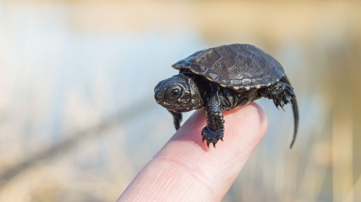 Tiny,Or,Small,Child,Of,Turtle,Is,At,Tip,Of
Az úton áthaladó teknősöket csak abba az irányba vigyük, amerre eredetileg tartottak