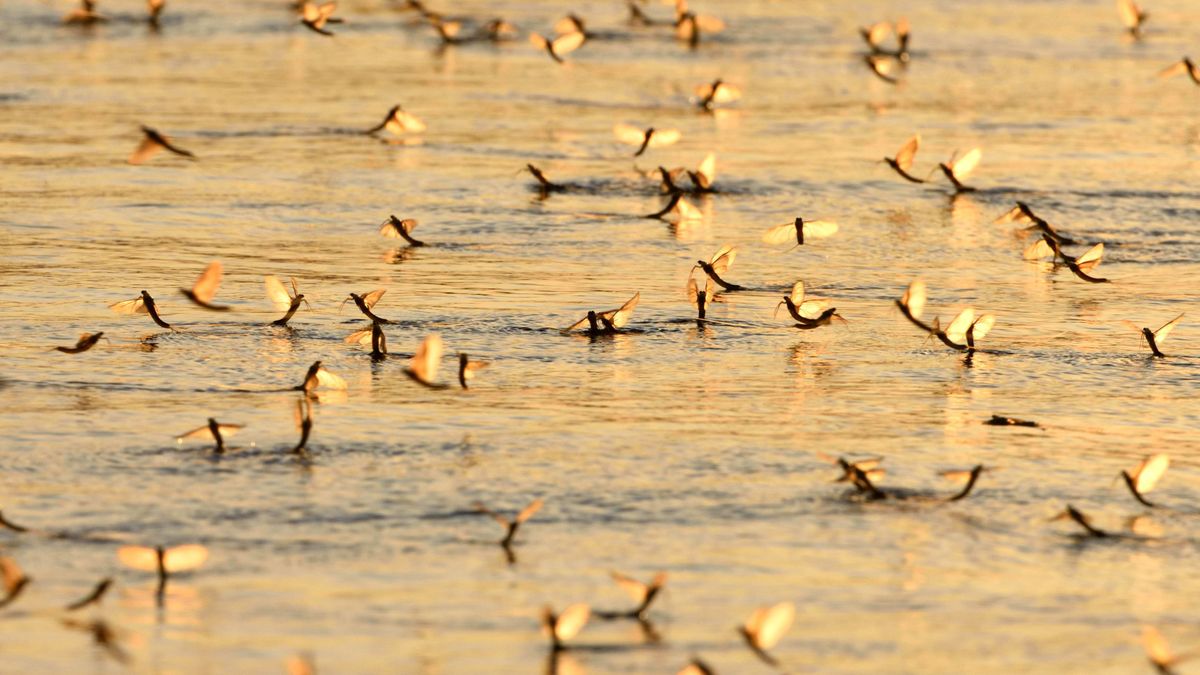 An,Invasion,Of,Long-tailed,Mayfly,(palingenia,Longicauda),In,Sunset,Light,
Idén korábban kezdődött a tiszavirágzás