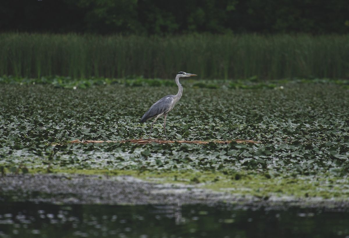 DVETT20090817008
A hínár is hamarabb kezdett burjánzani, már irtják a Tisza-tavon