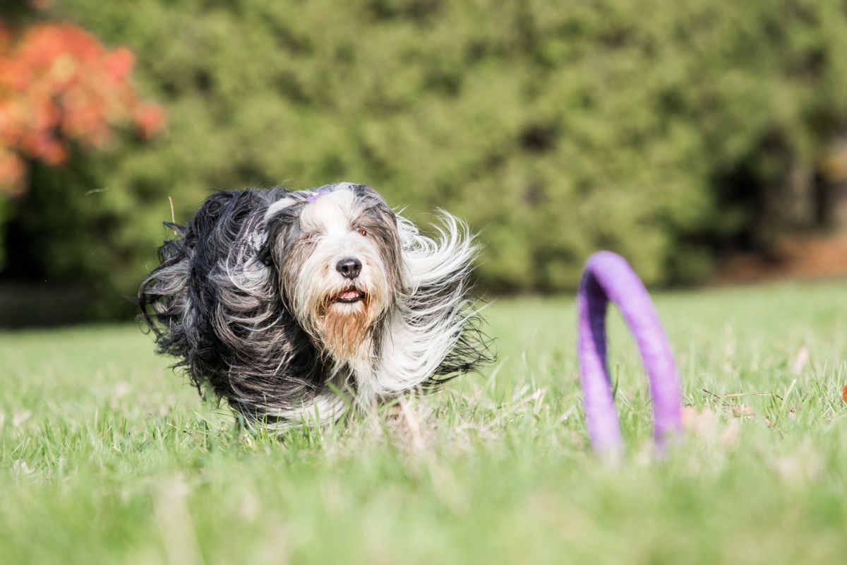 Bearded,Collie,Dog,Running,For,Puller,Toy