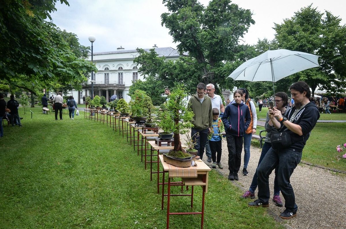 A gyöngyösieknek csütörtöktől ingyenesen látogatható a Mátra Múzeum kertje