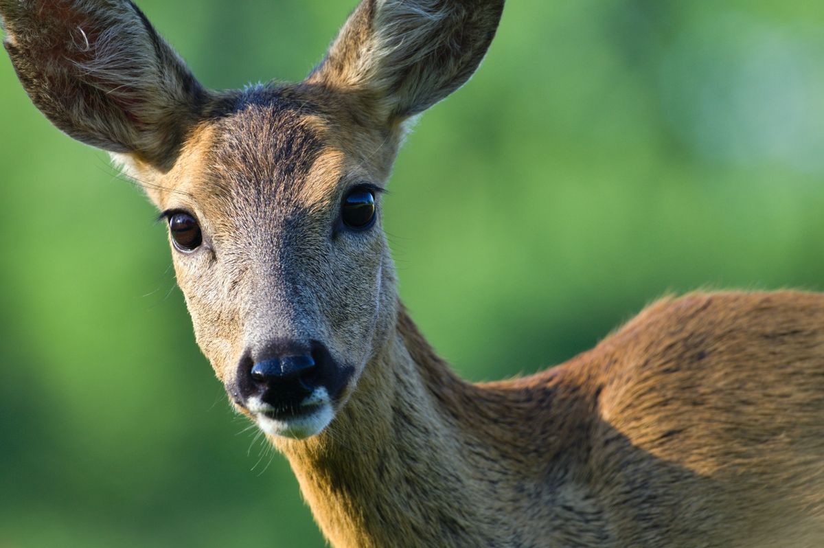 Capreolus,Capreolus,European,Roe,Deer,Female,On,A,Field.,Very