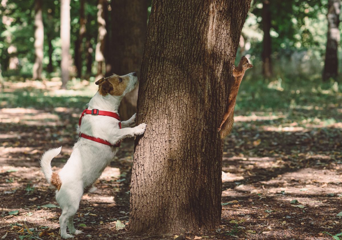 Dog,Sniffing,From,Wrong,Side,Of,Tree,Looking,For,Squirrel, kutya, mókus
Van gazdi, aki a kutyáját uszította a mókusra az Érsekkertben