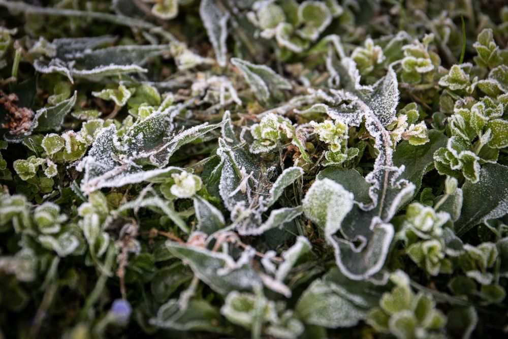 Frozen,Green,Grass,,Frost,In,Spring.,Cold,And,Crisp,Morning. Fagyos reggel virradt a Bükkben 