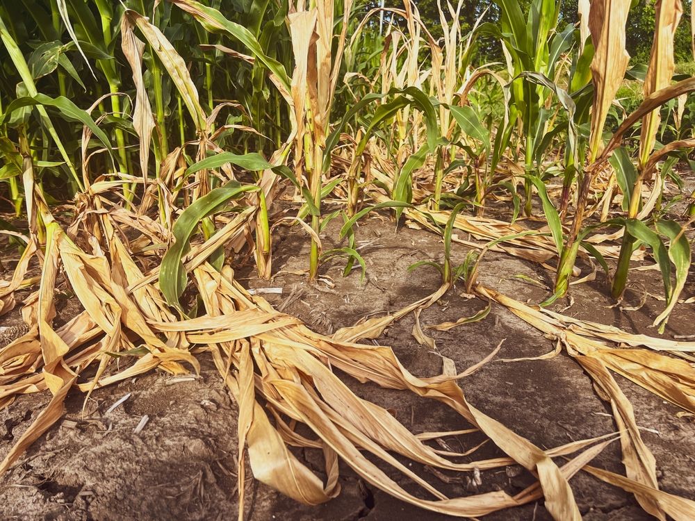 Sad,Looking,Dry,And,Damaged,Corn,Crop,Plants,In,An, A vármegye nagy területén már közepes mértékű aszály 