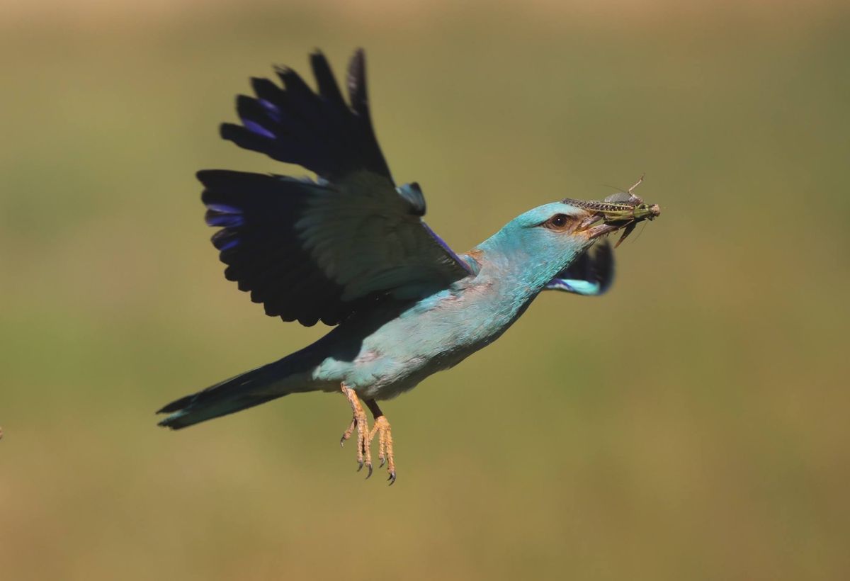 A puszták kék madarai fészkelnek a nemzeti parkban