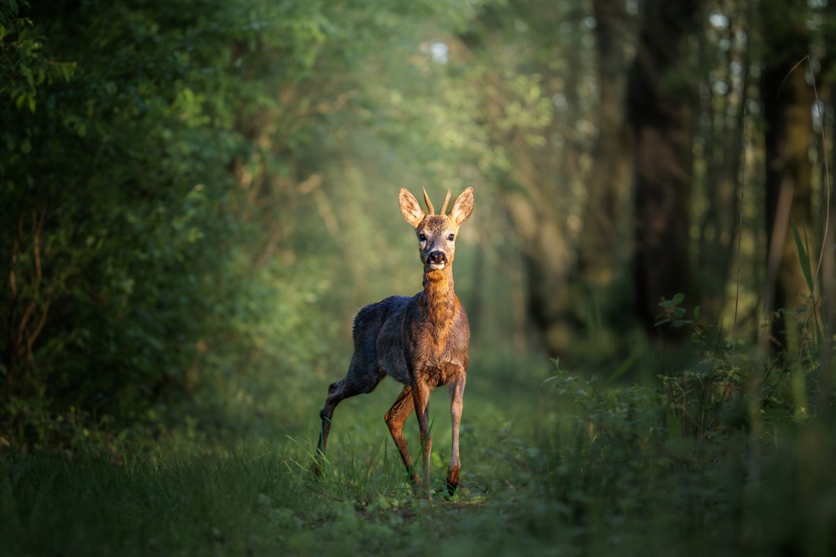 Deer,Walking,In,Forest,With,Tall,Trees.,Roe,Deer,Is
A fás élőhelyek területét is növelhetik a támogatásból