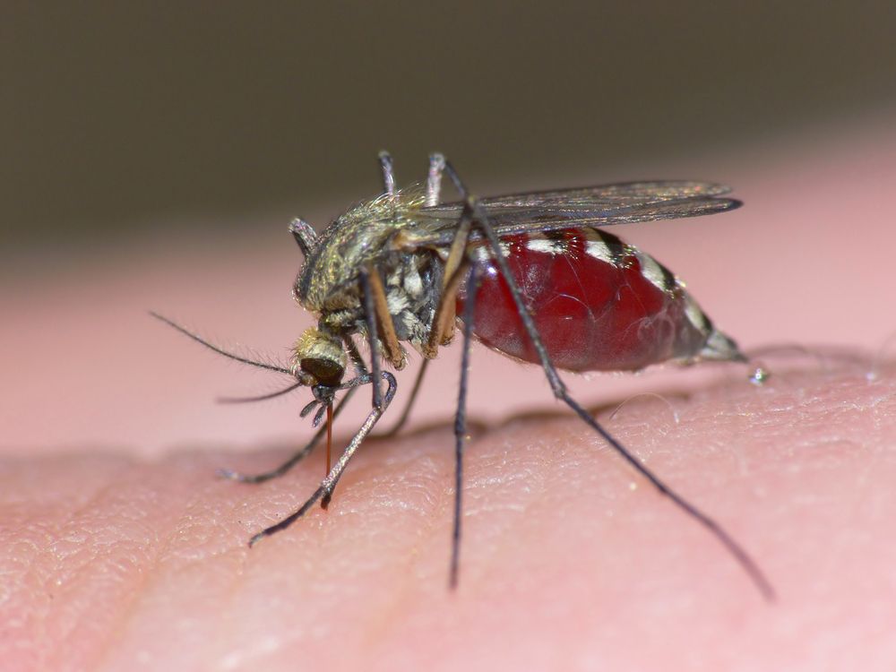 Mosquito,Sucking,Blood
Szúnyoggyérítésre készülnek Gyöngyösön