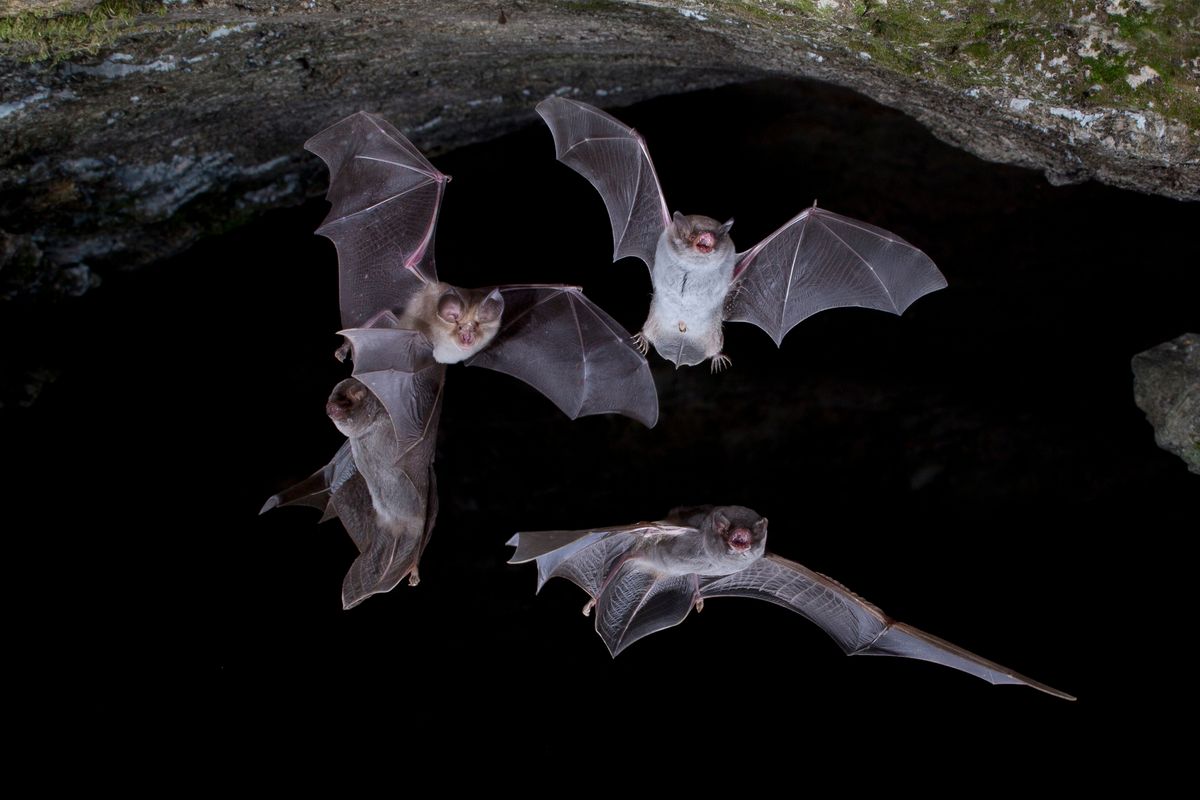 Drie,Verschillende,Soorten,Vleermuis,Verlaten,Grot,,Three,Different,Species,Of
A Denevérek éjszakáján megismerkedhetünk ezekkel az éjszakai emlősökkel