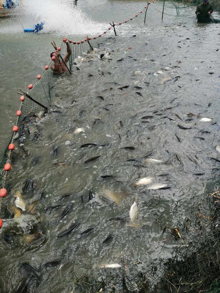 Pontyot telepítenek a Tisza-tóba