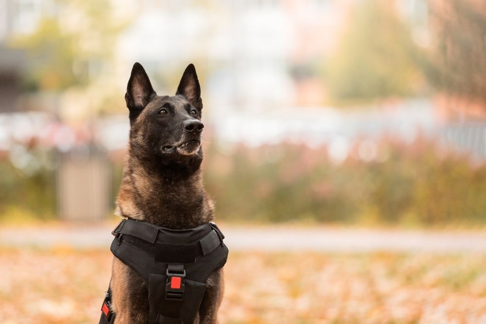 Dog,Armor.,Dog,In,A,Bulletproof,Vest.,Belgian,Shepherd,Malinois, Négylábú munkatársakat keres a NAV