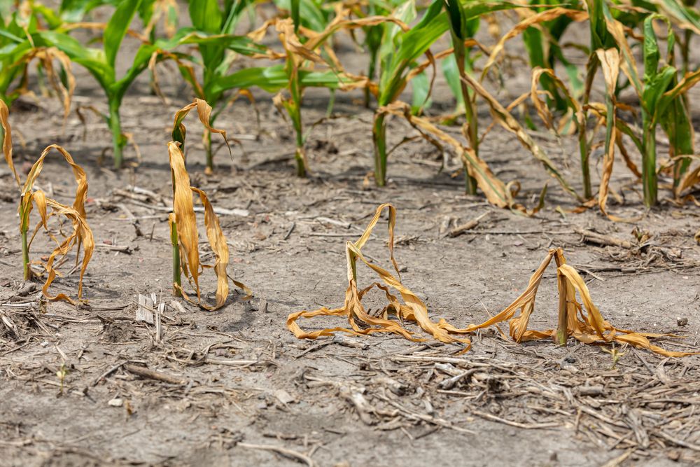 Corn,Plants,Wilting,And,Dead,In,Cornfield.,Herbicide,Damage,,Drought, Megsínyli a kukorica az aszályt, de így is elég lesz