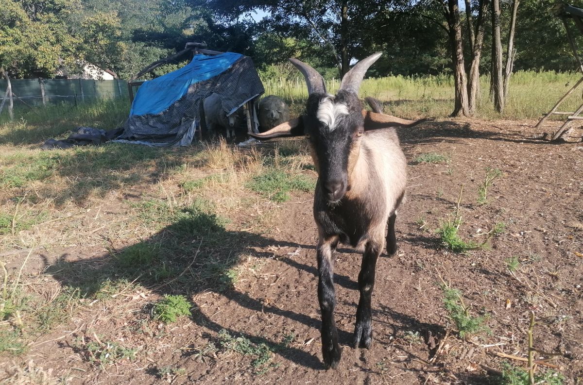 Jenő, a kecske is várja a gyerekeket a Nomád Tanyán