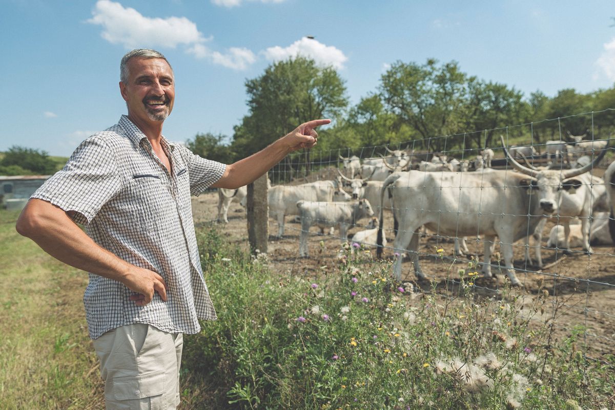 Nagy Géza, jó gazda módjára bánik a rábízott földdel és jószágaival Egerszólát határában