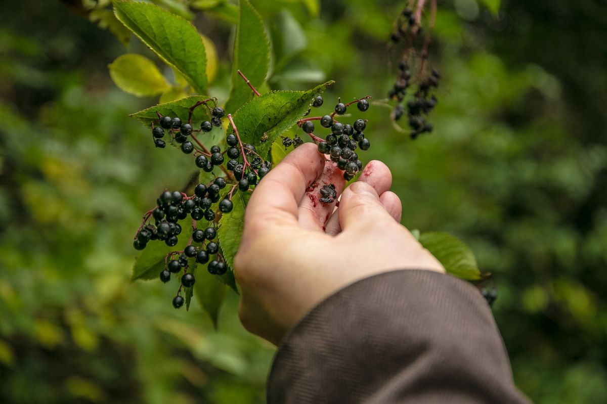 One,Squashed,Shrub,Of,Elderberries,From,A,Forest,In,The
A fekete bodza rengeteg vitamint tartalmaz