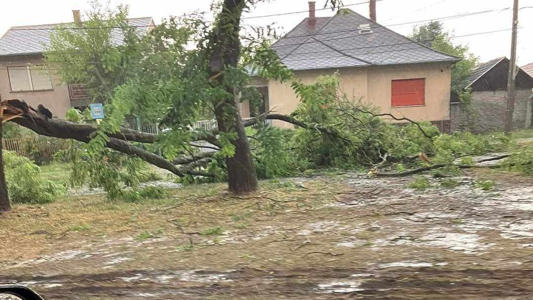 Fák dőltek ki a keddi felhőszakadás során