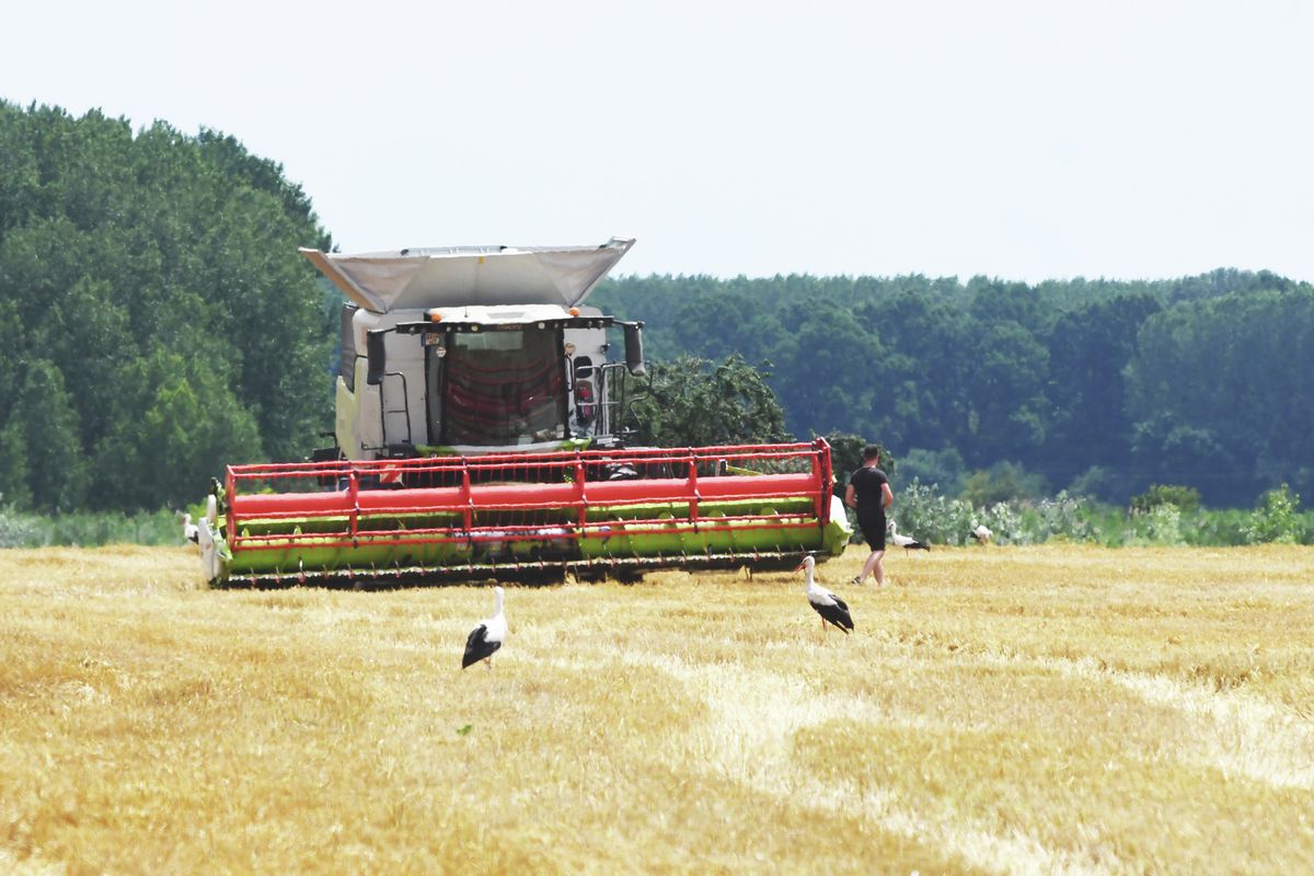 MJA_5170
Rosszabb lett a búza minősége, mint amire számítottak