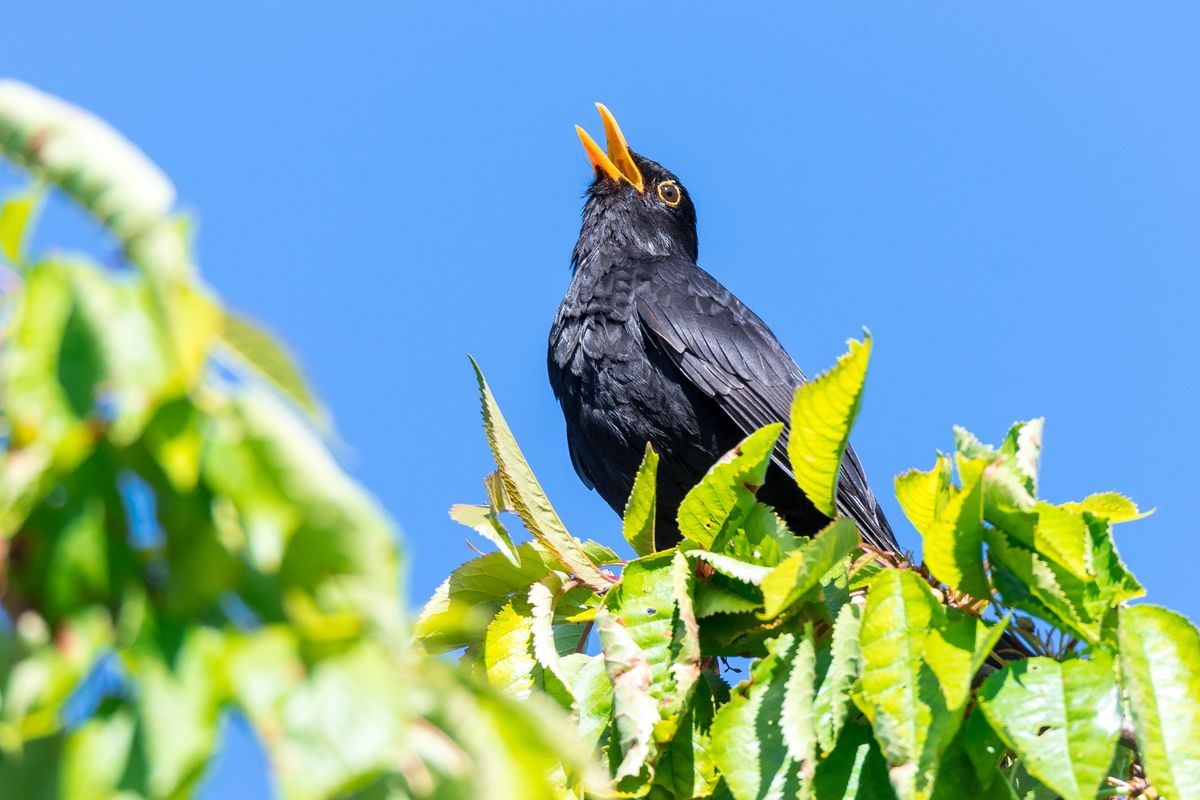 Common,Blackbird,(turdus,Merula),Male,Sits,In,The,Tree,And
fekete rigó
Eltűntek a madarak augusztusban: fekete rigót is kevesebbet látni