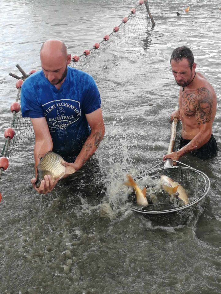 Huszonhat tonnányi pontyot telepítenek a Tisza-tóba augusztusban