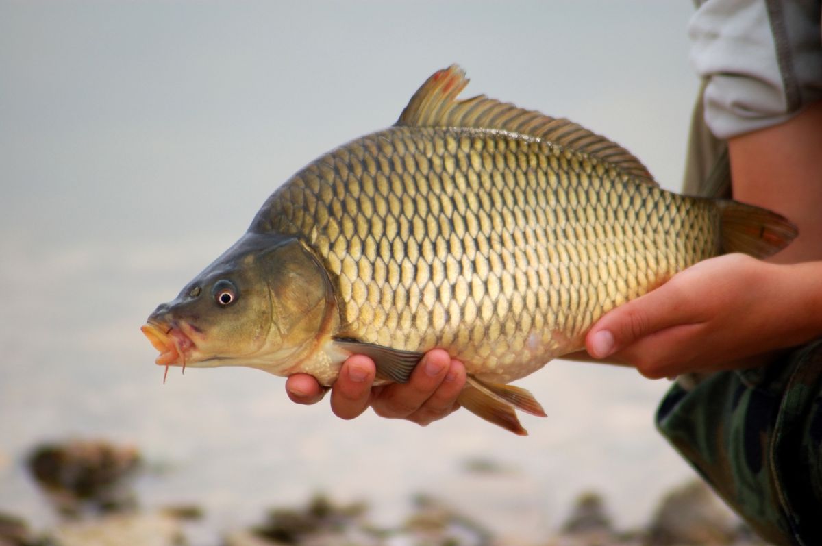 The,Common,Carp,Or,European,Carp,(cyprinus,Carpio),Is,The, ponty
Többfelé is telepítettek pontyokat a Tisza-tóba