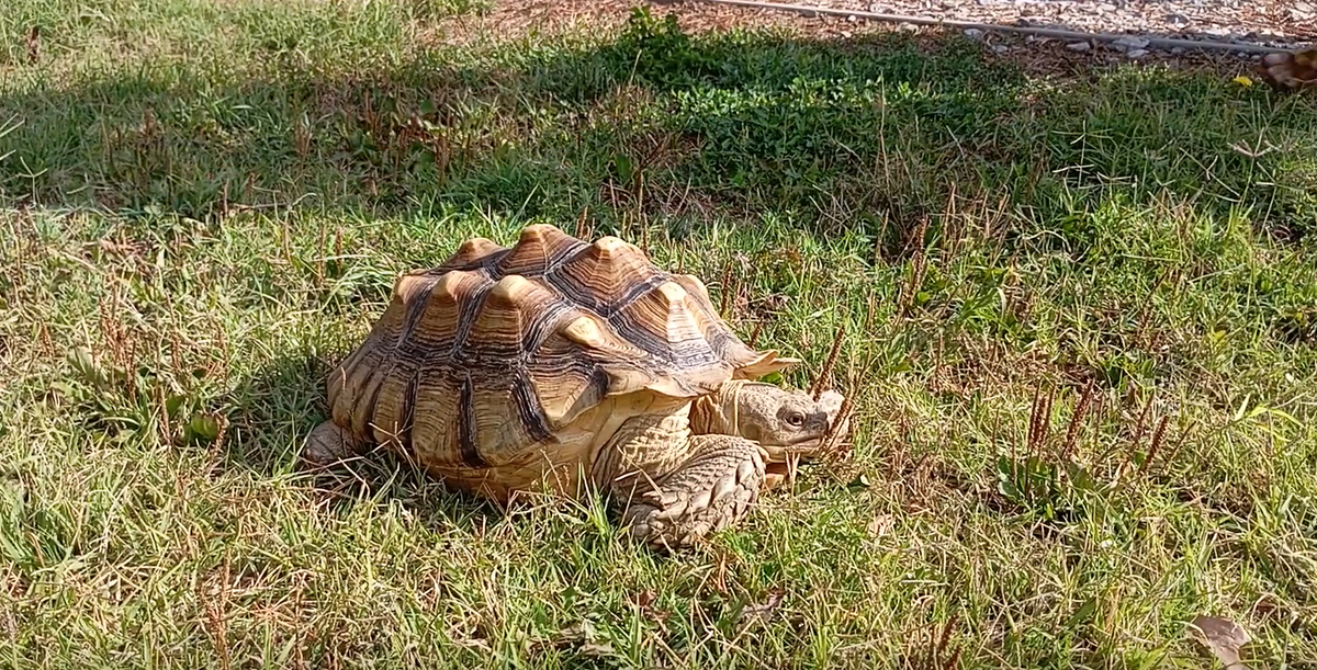 Egzotikus teknős a természet őreinél