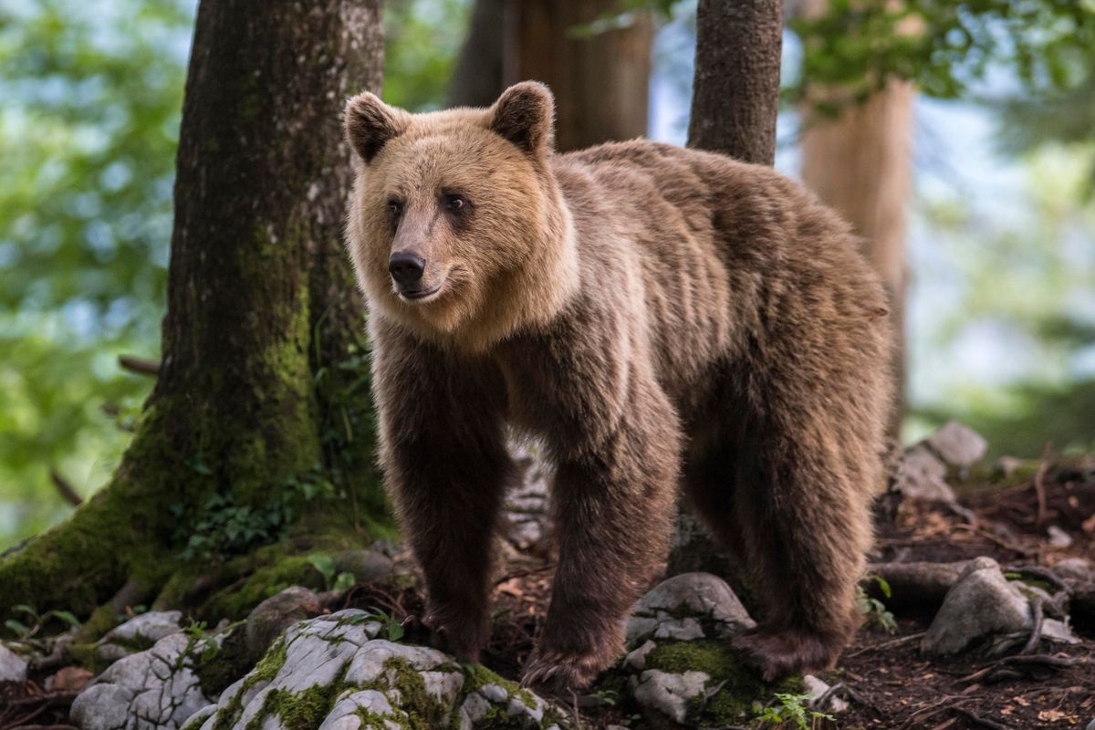 European,Brown,Bear,(ursus,Arctos,Arctos),In,Karst,Forest,,Notranjska
Több barnemedve is felbukkant a Bükkben a napokban