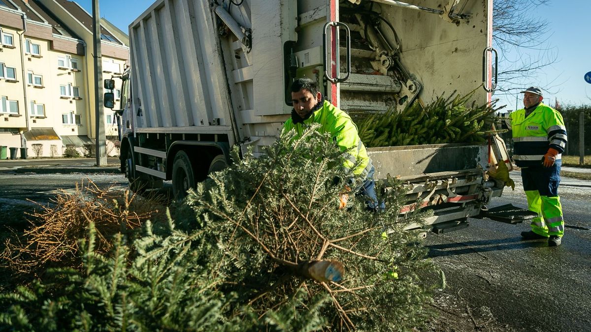 A karácsonyfákat díjmentesen szállítják el vizkereszt után