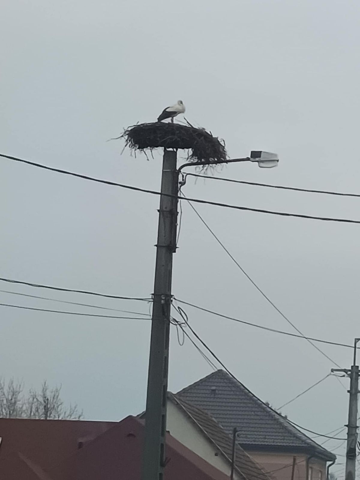 Megérkezett a felnémeti gólya