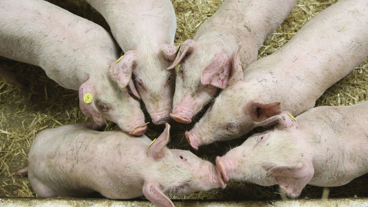 A ragadós száj- és körömfájás a sertésekre is veszélyes. Képünk illusztráció