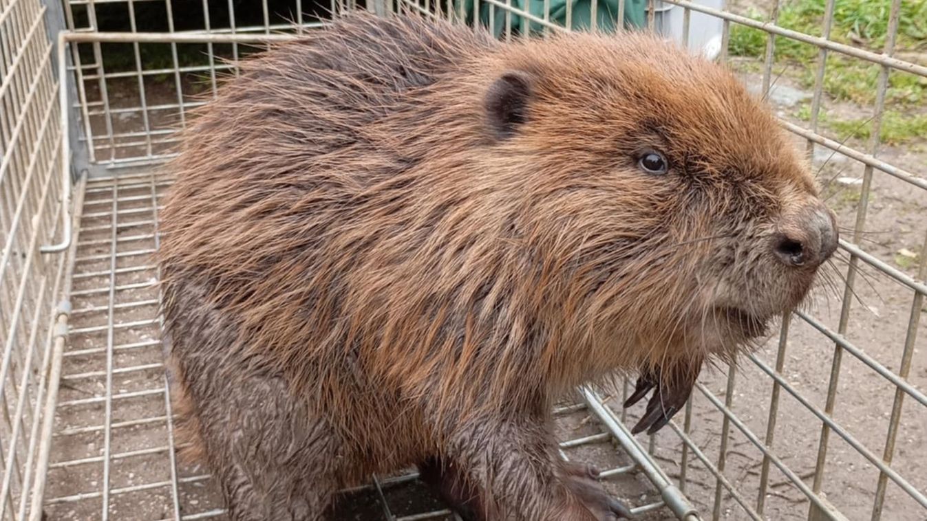 Hihetetlen, hol bukkantak a bajba jutott hódra a novajiak + videó