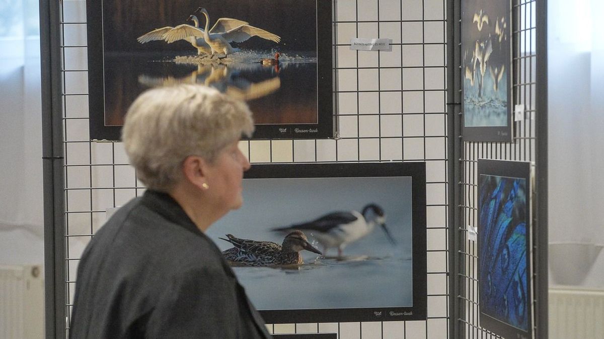 A kiállításon látható valamennyi fotó a hatvani Kincsem-tavaknál készült