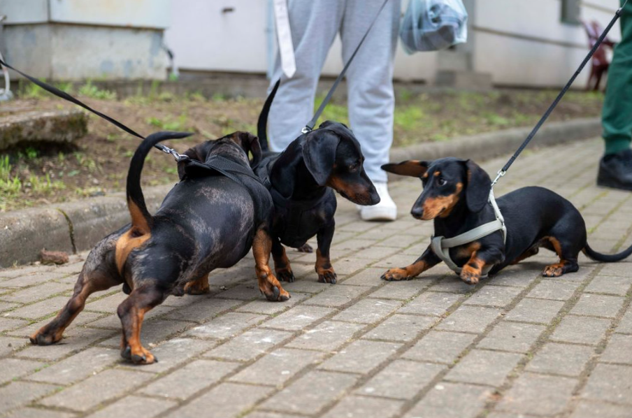 Felrobbant a cukiságbomba: tacskótalálkozót tartottak a szomszédban