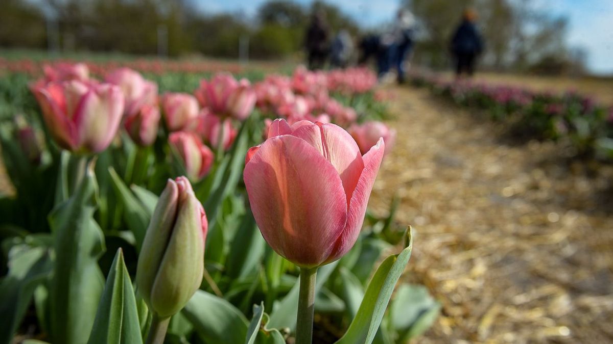 A TulipGarden Mátraalja több mint 50 ezer tő színpompás virággal várja a tulipánok kevelőit